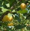 Product - Mirabelle Plum Seed Oil