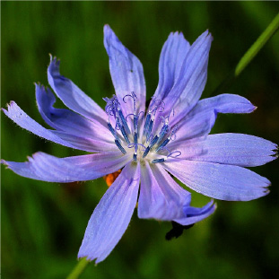 Product image - Chicory Seed Oil